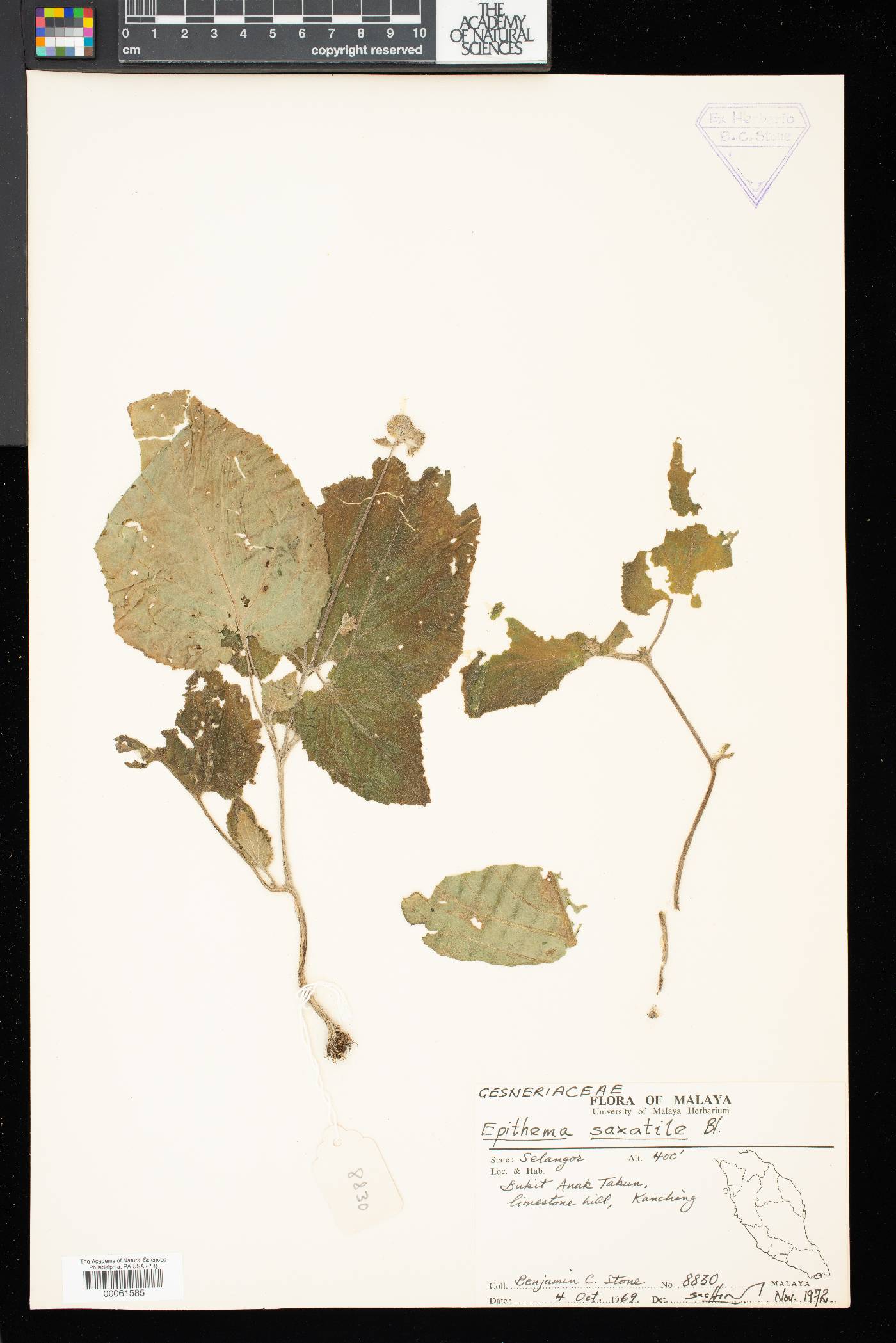 Epithema saxatile image