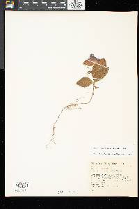 Eucodonia verticillata image