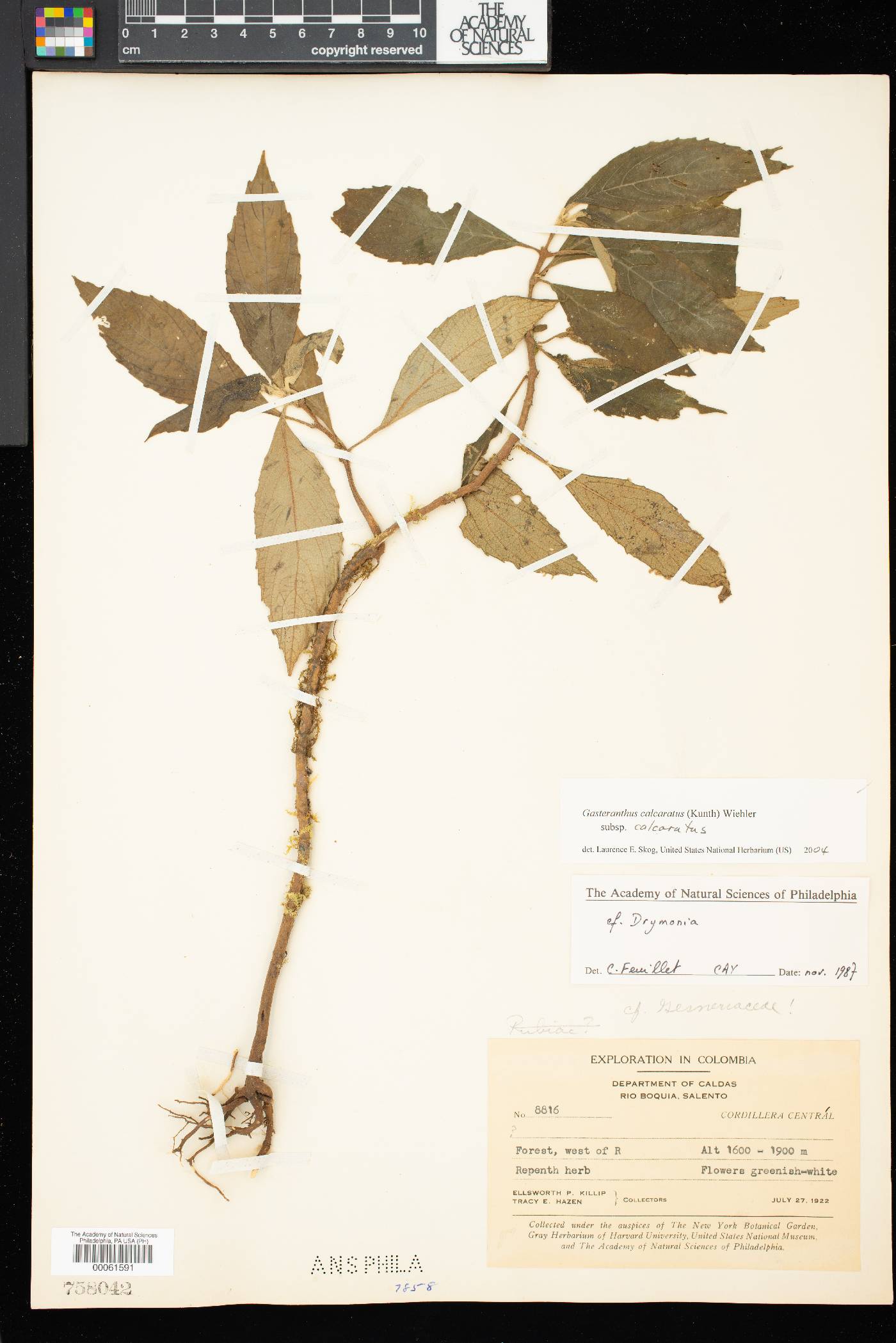 Gasteranthus calcaratus image