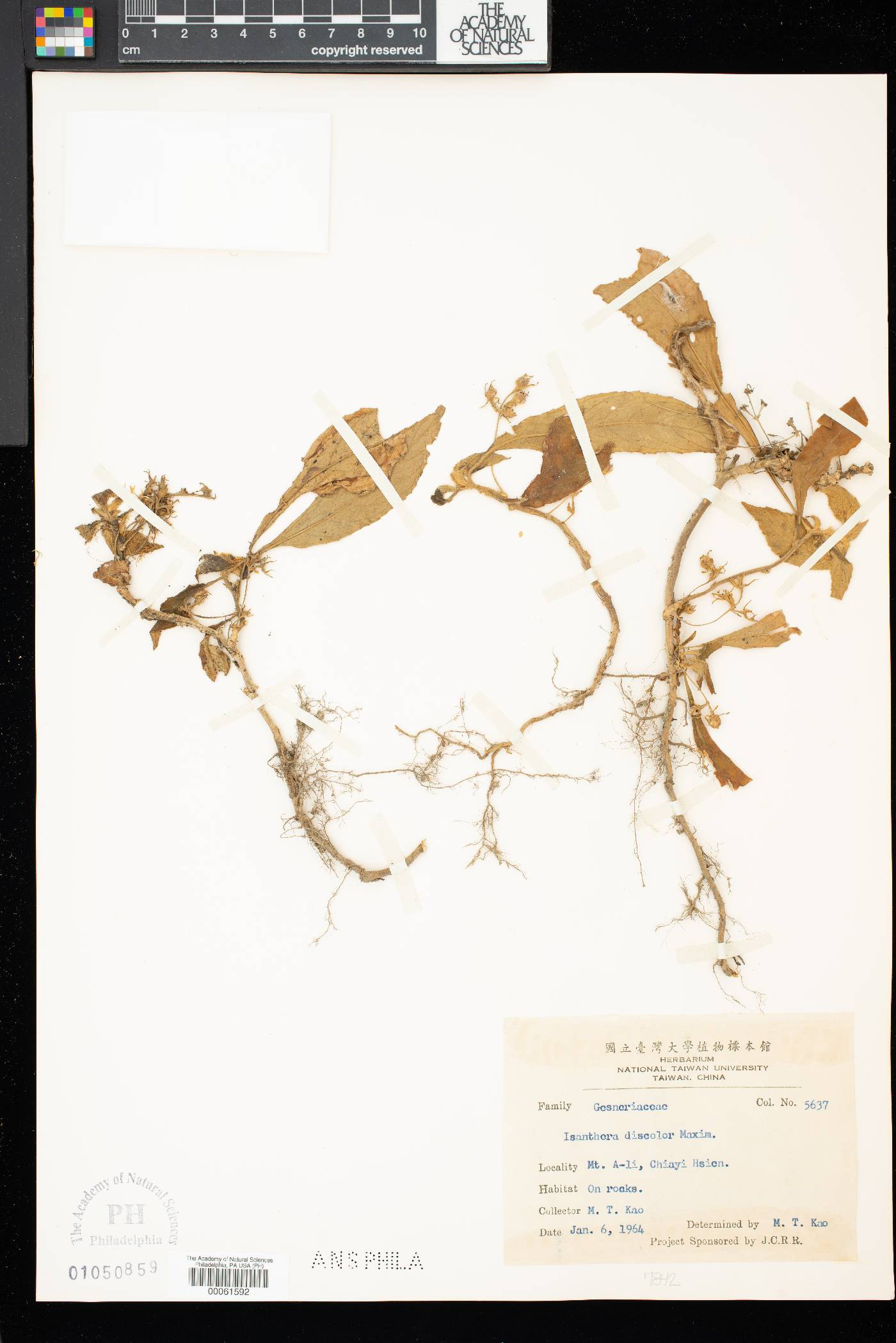 Rhynchotechum discolor image