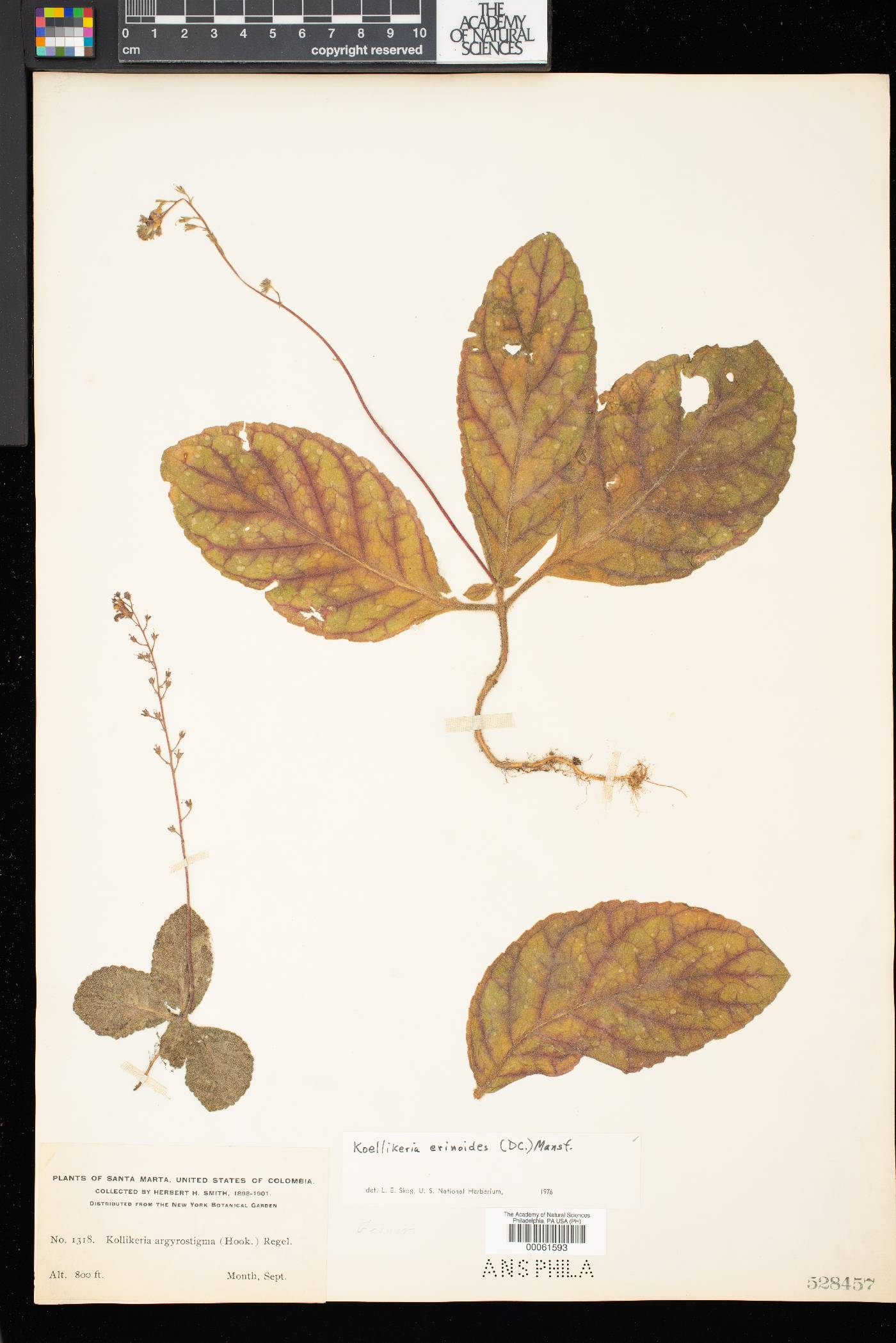 Gloxinia erinoides image