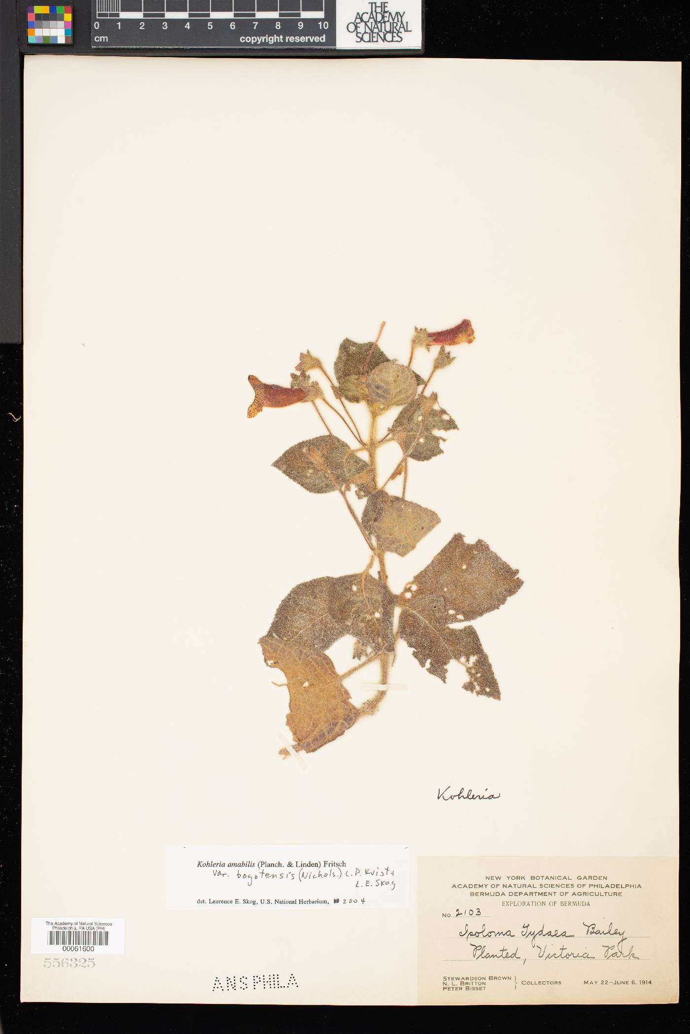 Kohleria amabilis var. bogotensis image