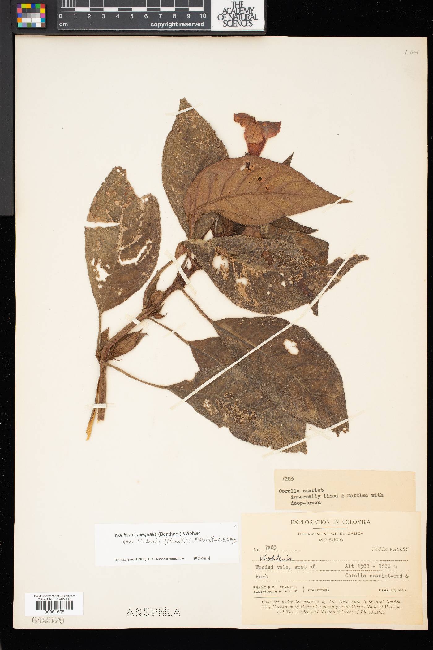 Kohleria inaequalis var. lindenii image