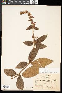 Kohleria spicata image