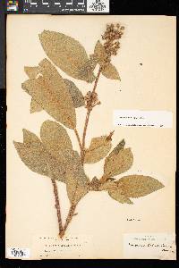 Kohleria spicata image