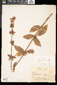 Kohleria spicata image