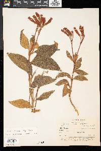 Image of Kohleria trianae