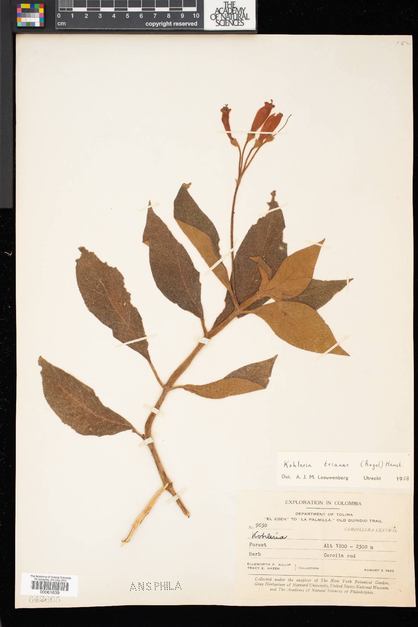 Kohleria trianae image