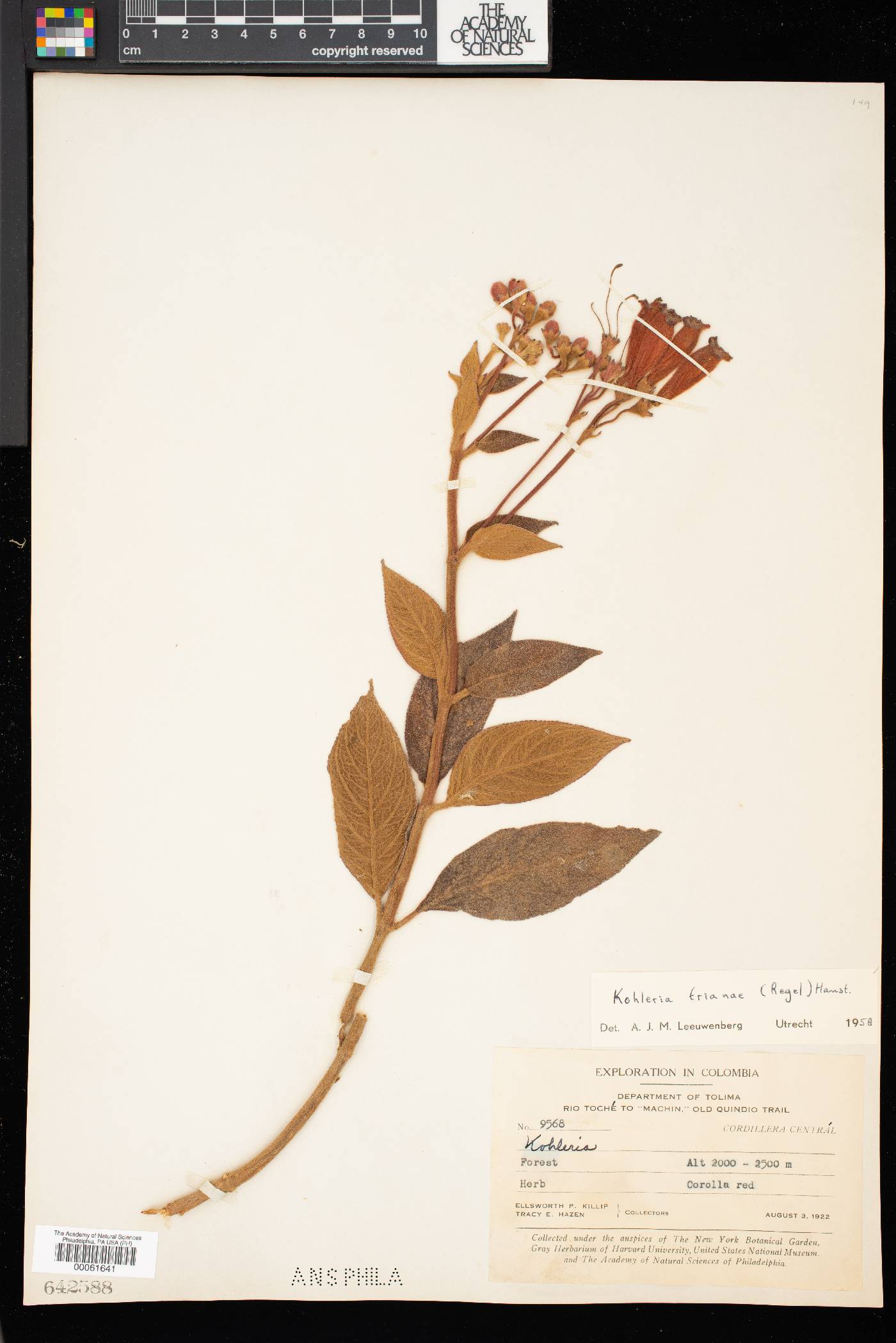 Kohleria trianae image