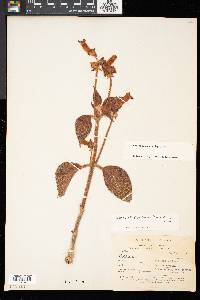 Kohleria warszewiczii image