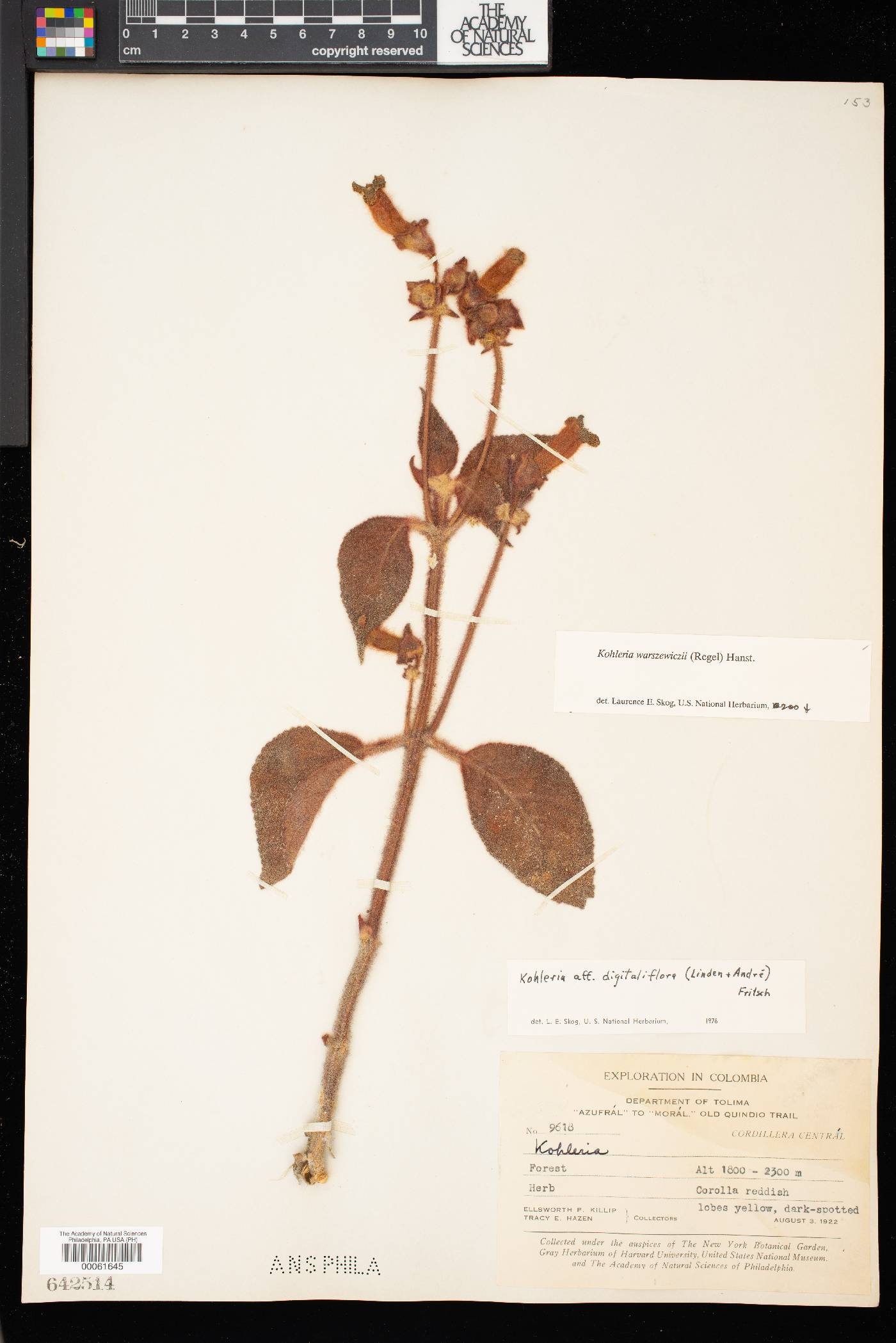 Kohleria warszewiczii image
