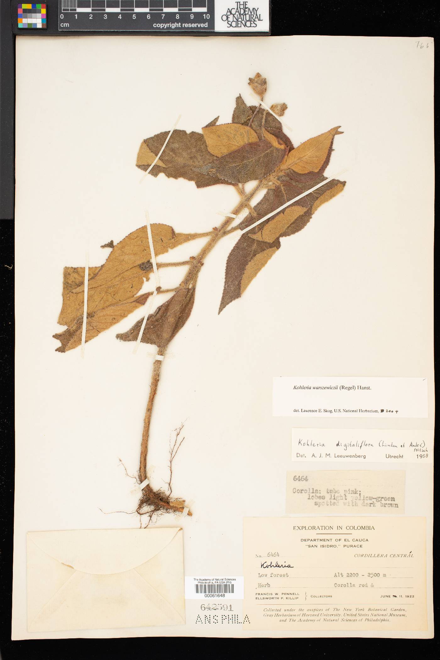 Kohleria warszewiczii image