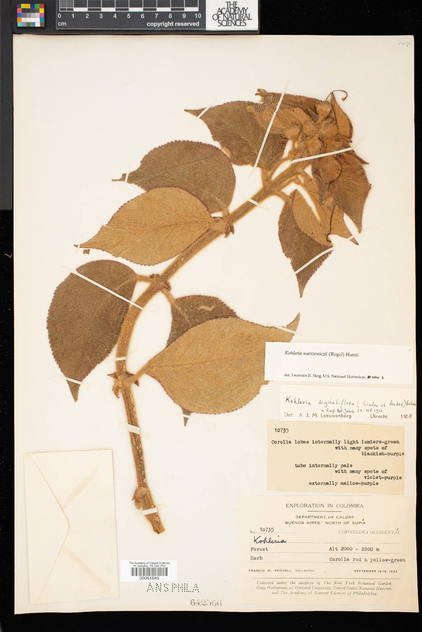 Kohleria warszewiczii image