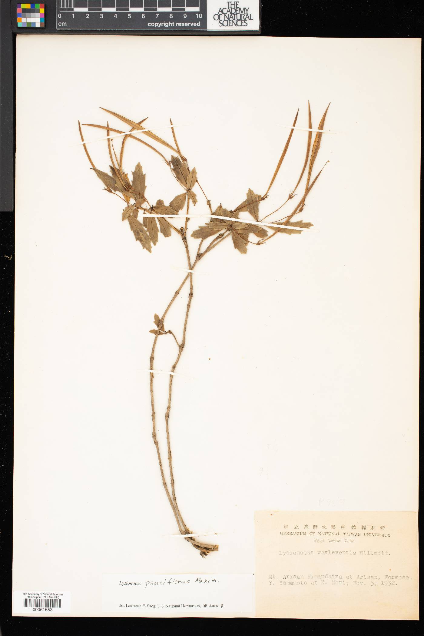 Lysionotus pauciflorus image