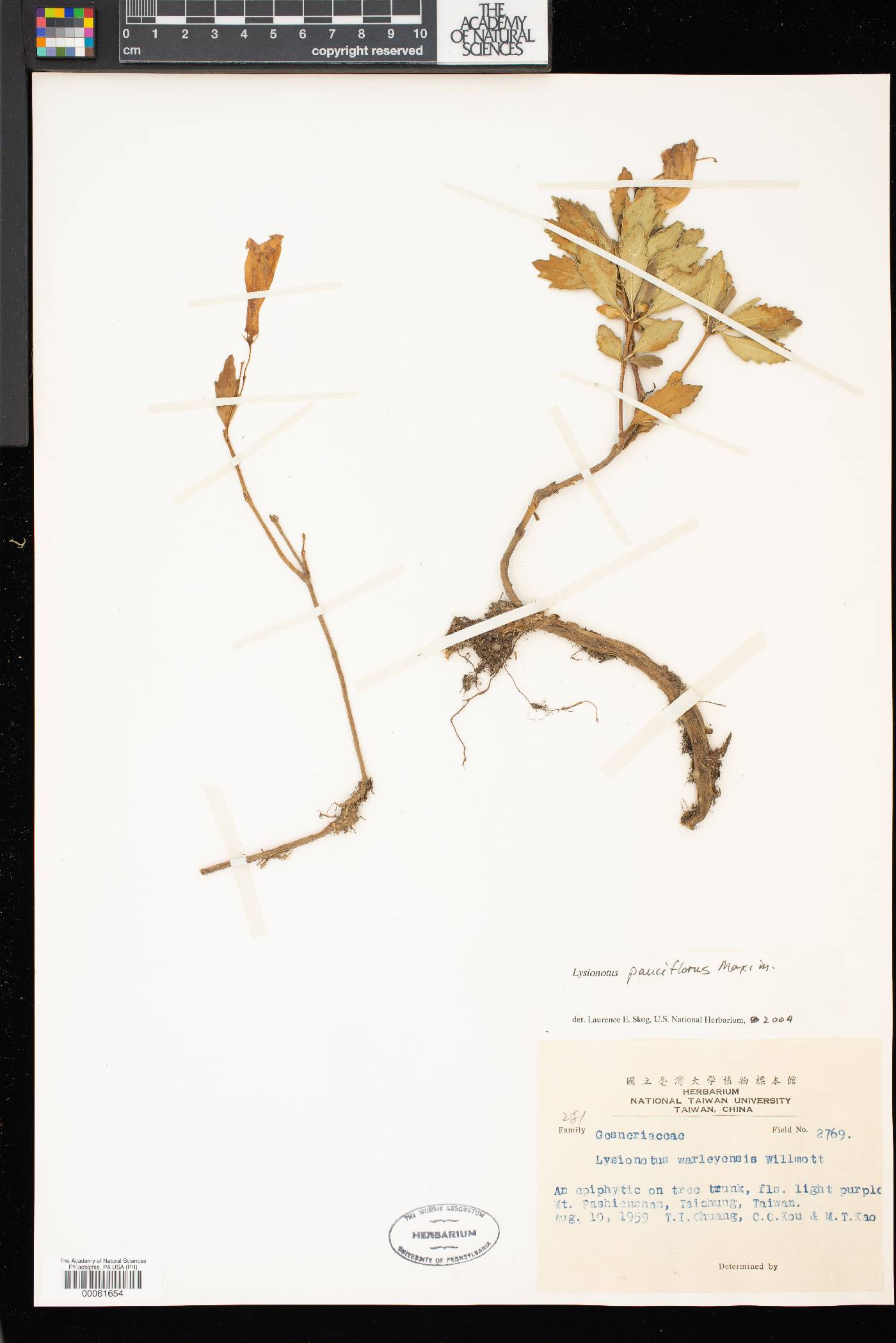 Lysionotus pauciflorus image