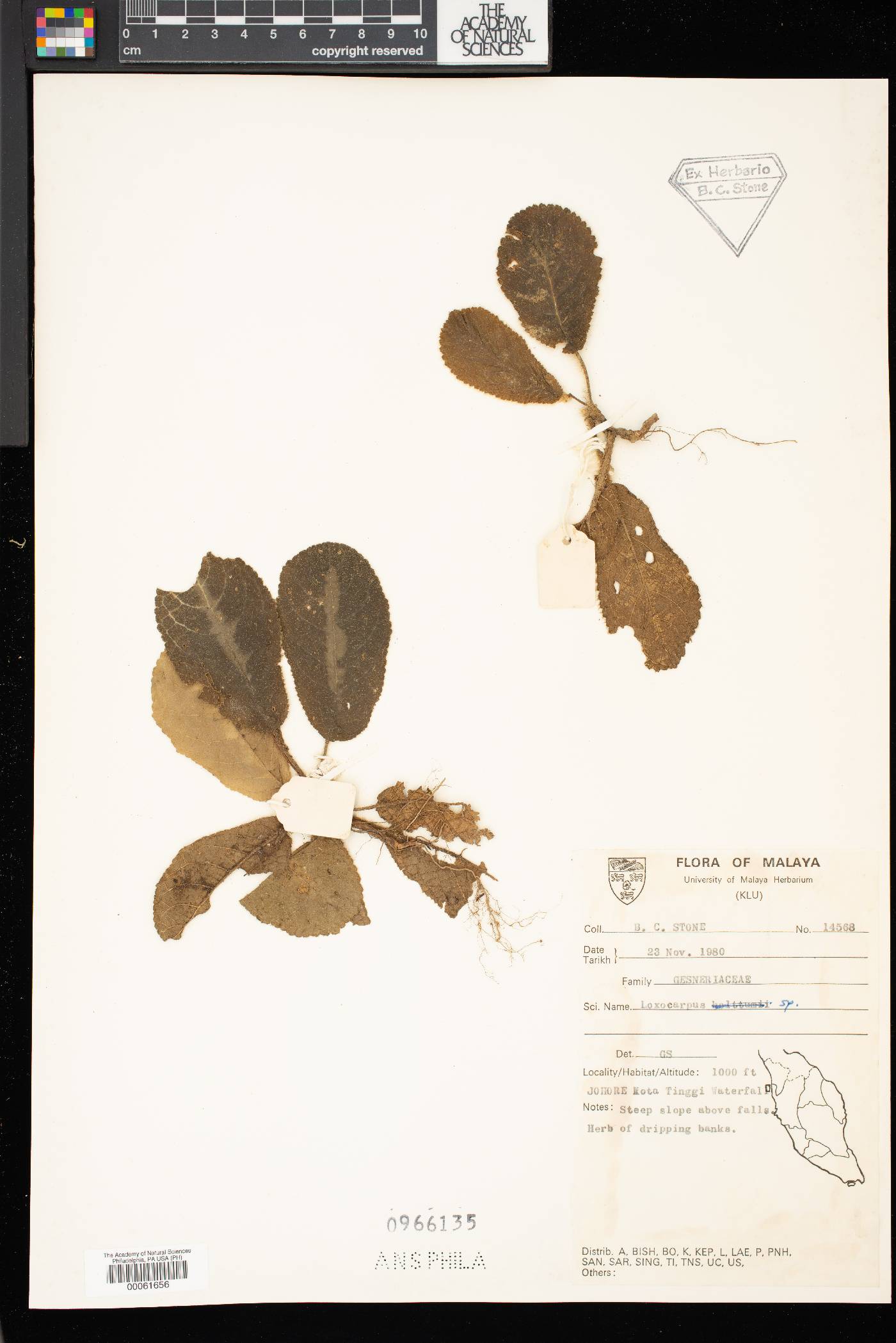 Loxocarpus image