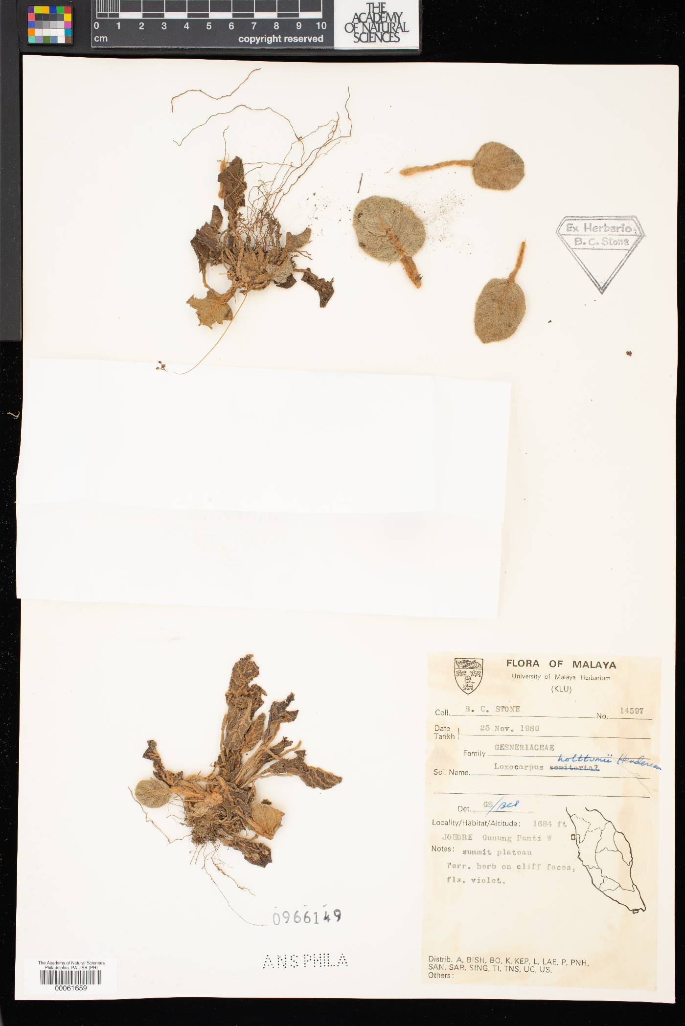 Loxocarpus holttumii image