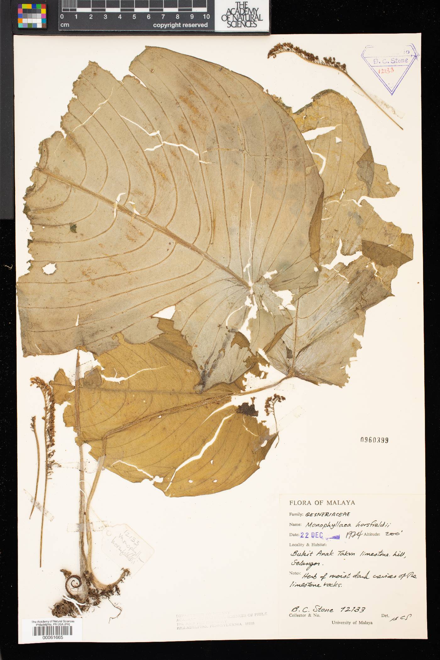 Monophyllaea horsfieldii image