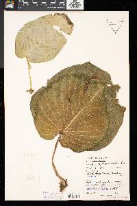 Monophyllaea horsfieldii image