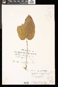 Monophyllaea horsfieldii image