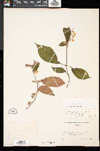 Monopyle paniculata image
