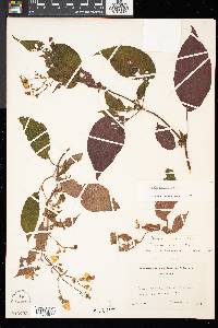 Monopyle paniculata image