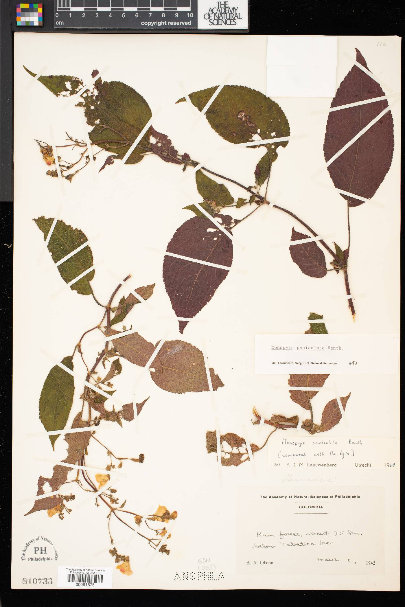 Monopyle paniculata image