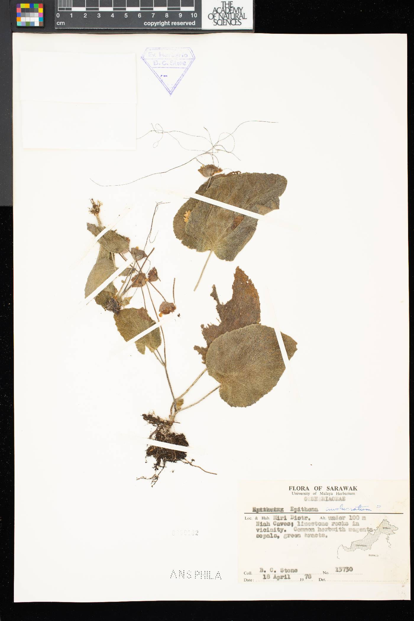 Epithema involucratum image