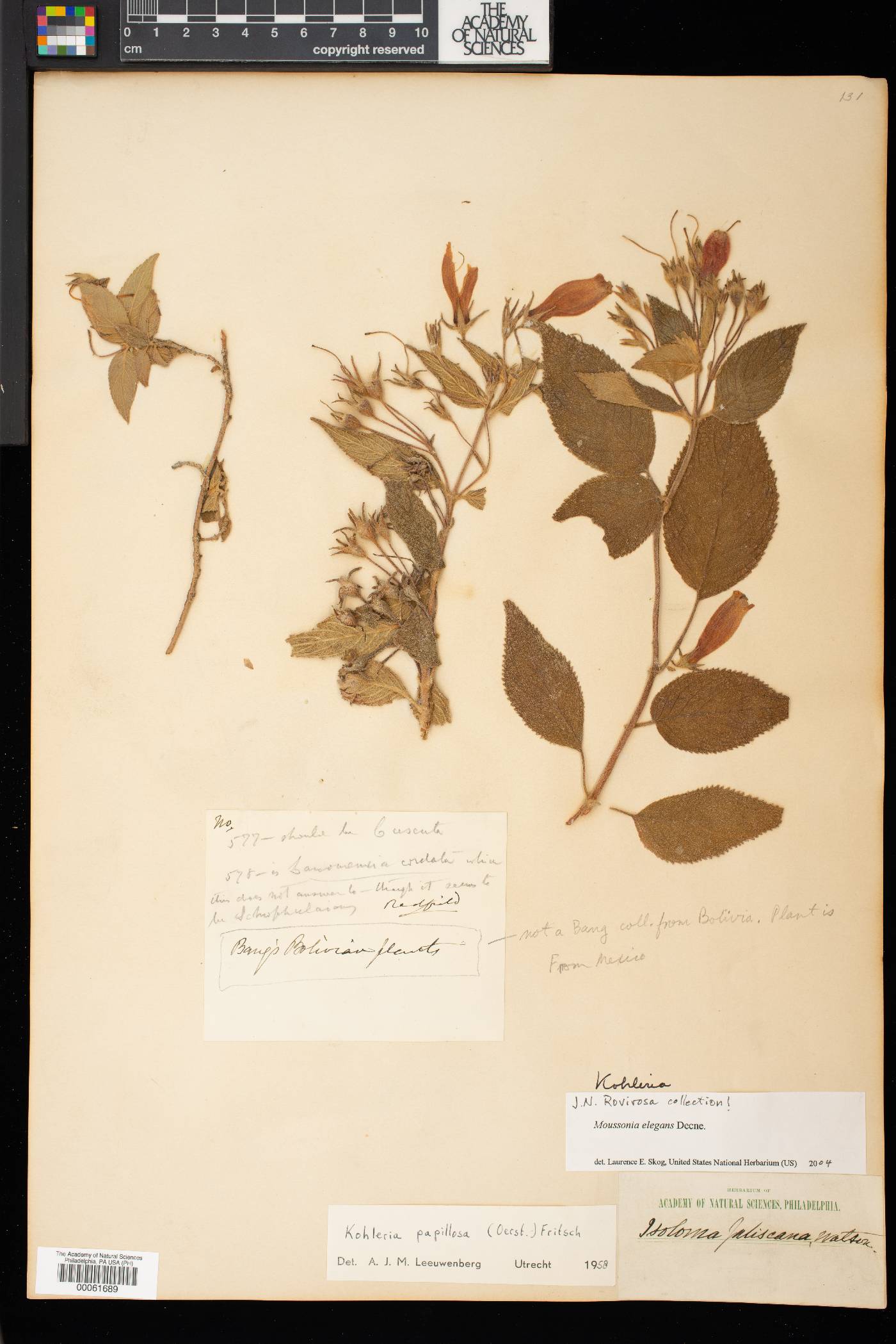 Moussonia elegans image