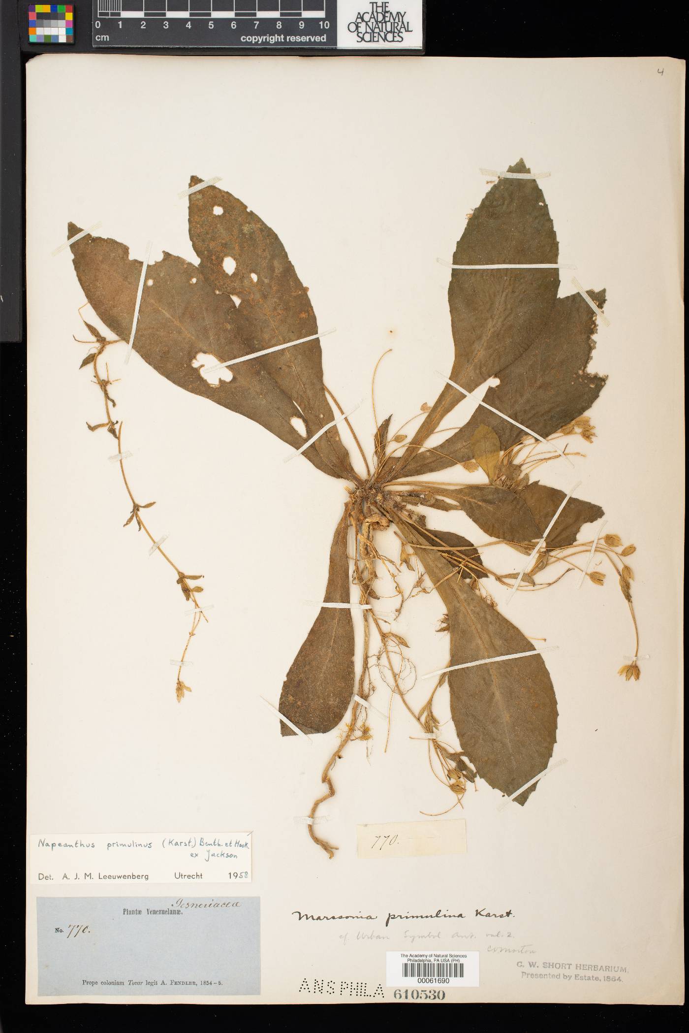 Napeanthus primulinus image