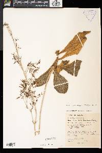 Media resource of Paraboea caerulescens
