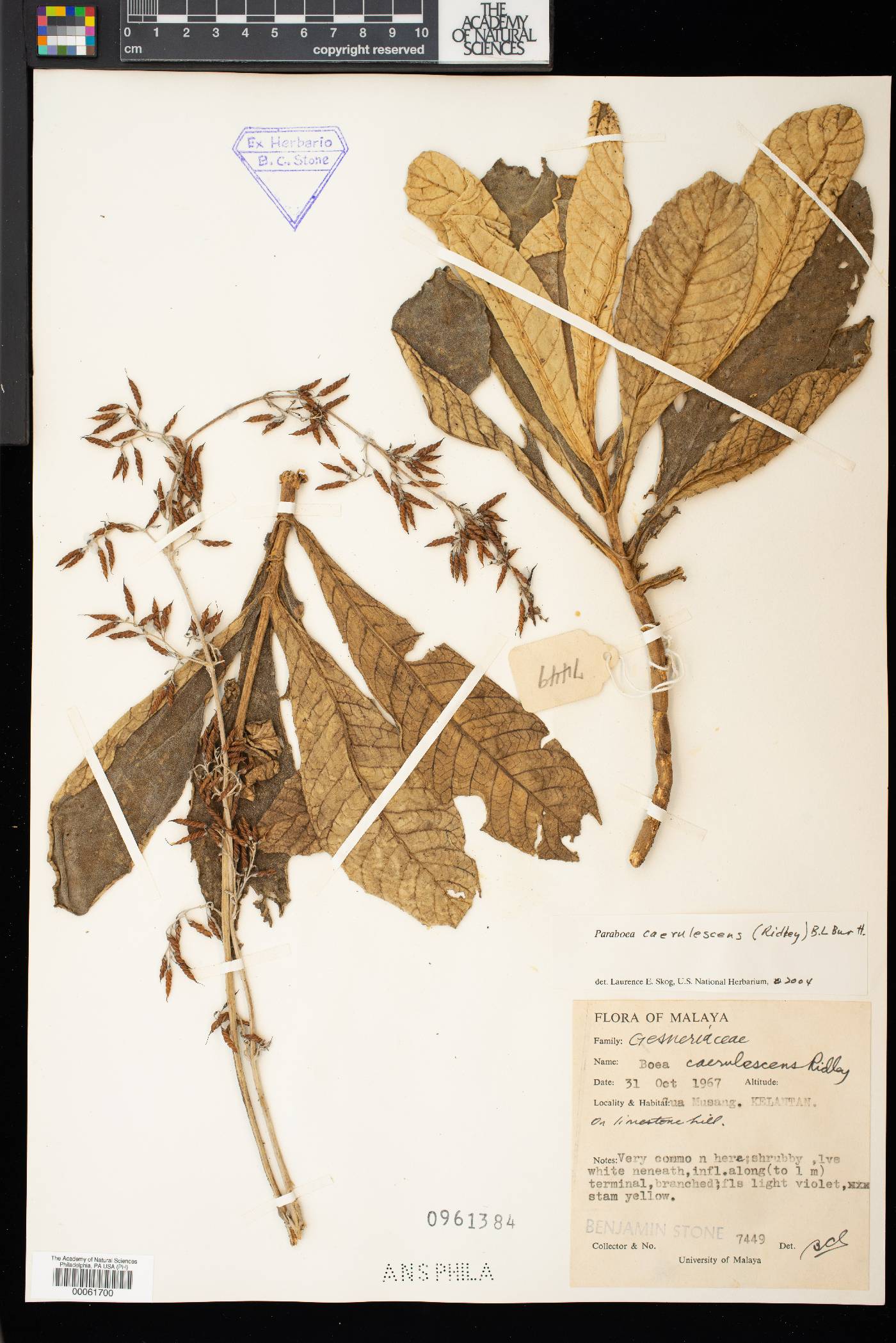 Paraboea caerulescens image