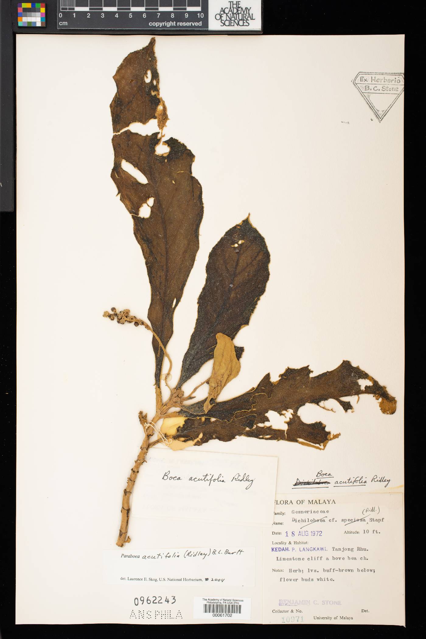 Paraboea acutifolia image