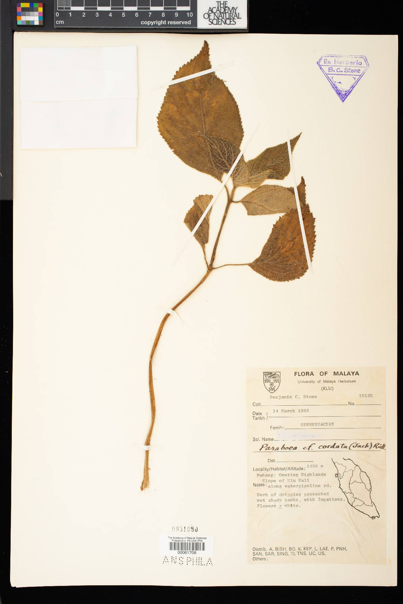Didymocarpus cordatus image