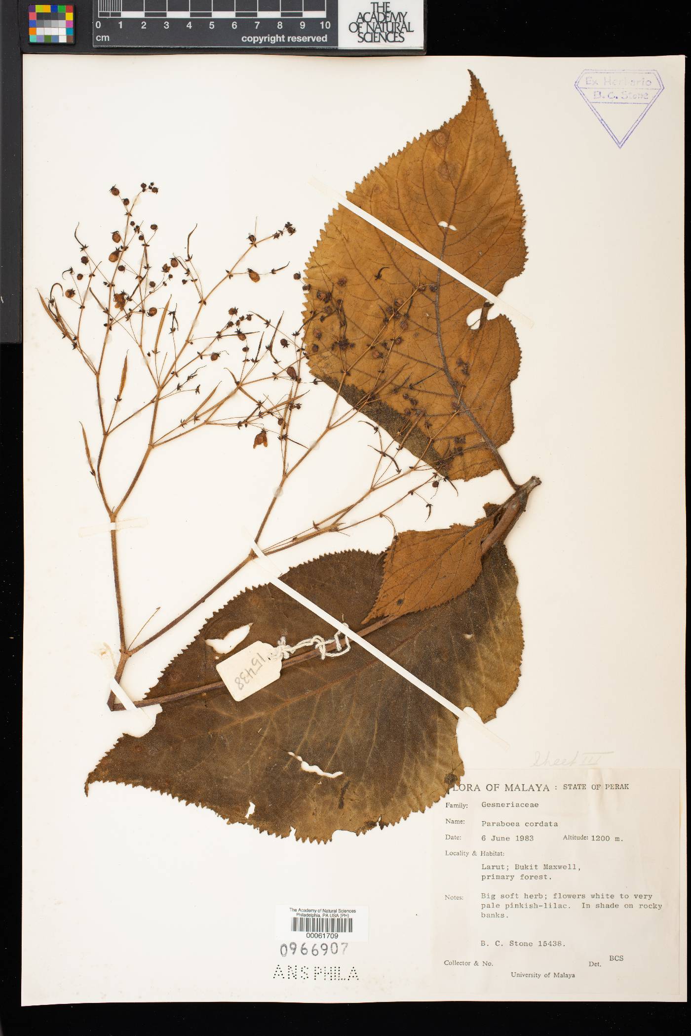Didymocarpus cordatus image