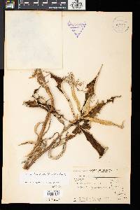 Media resource of Paraboea divaricata