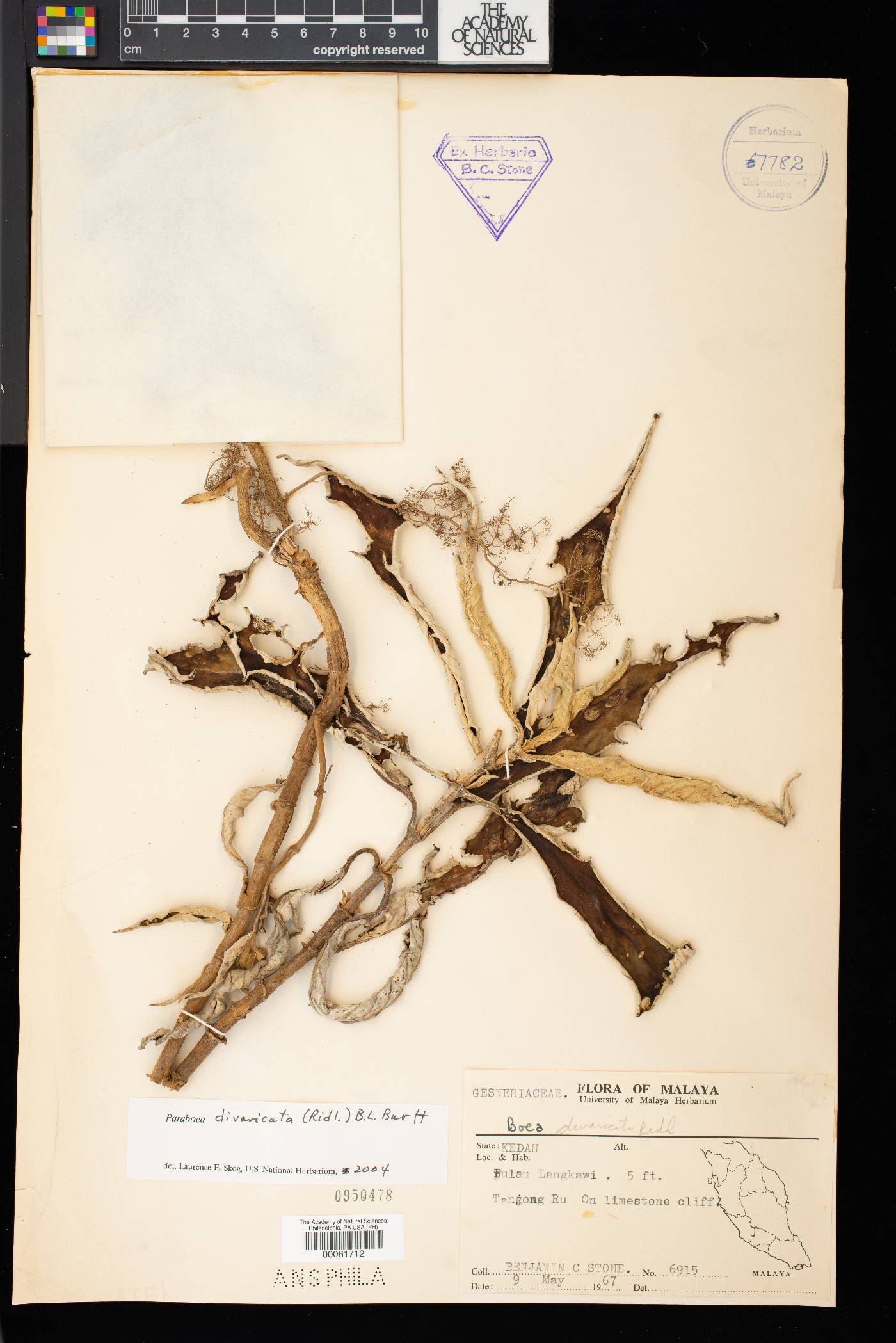 Paraboea divaricata image