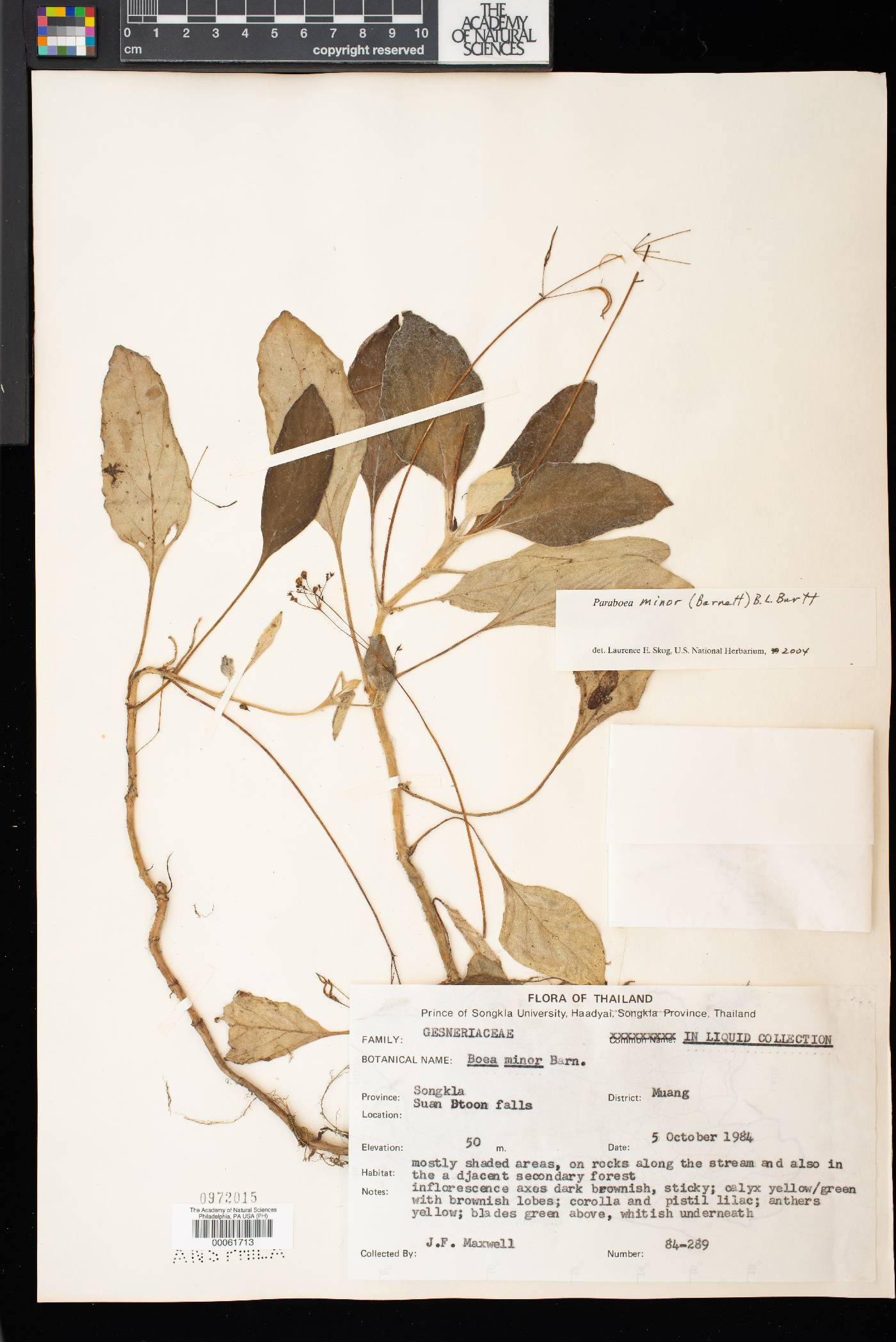 Paraboea minor image