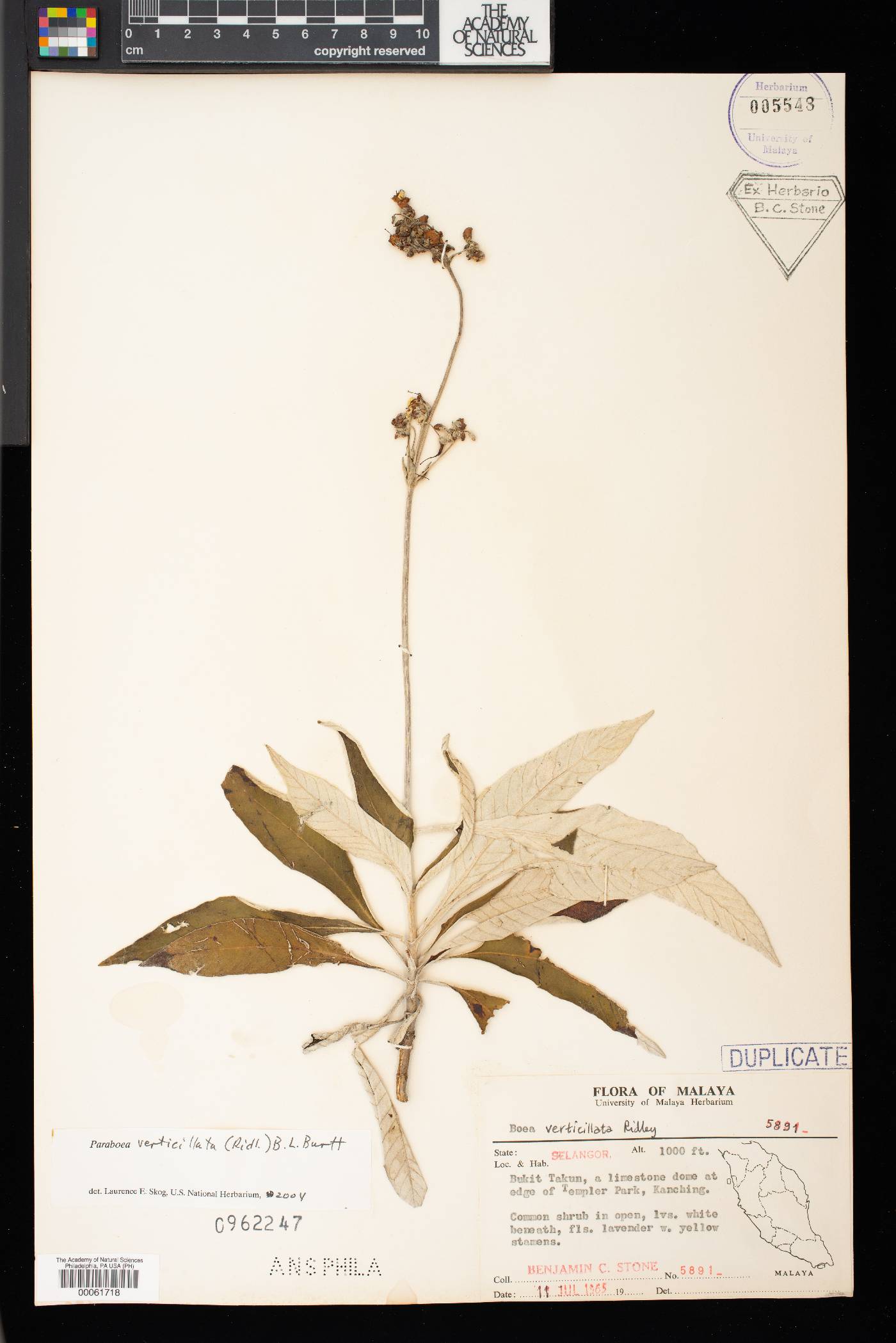 Paraboea verticillata image