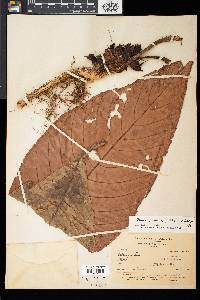 Media resource of Paradrymonia gibbosa
