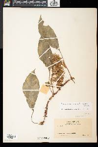 Media resource of Paradrymonia maculata