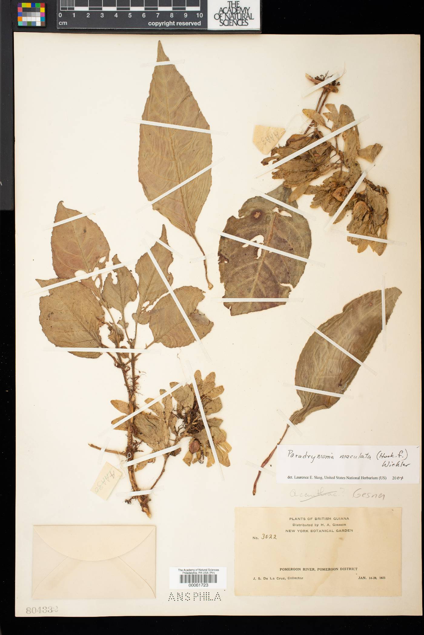 Paradrymonia maculata image