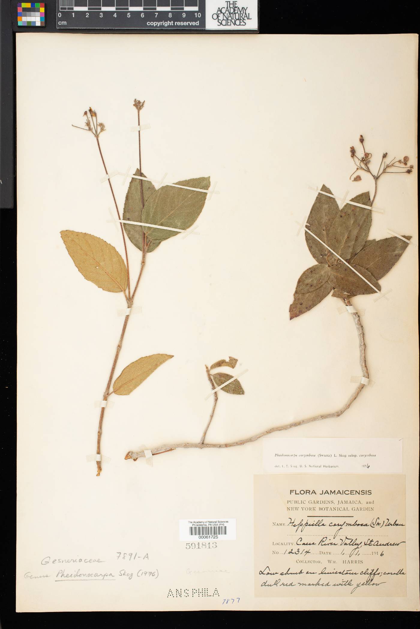 Pheidonocarpa corymbosa image