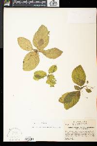 Amalophyllon repens image