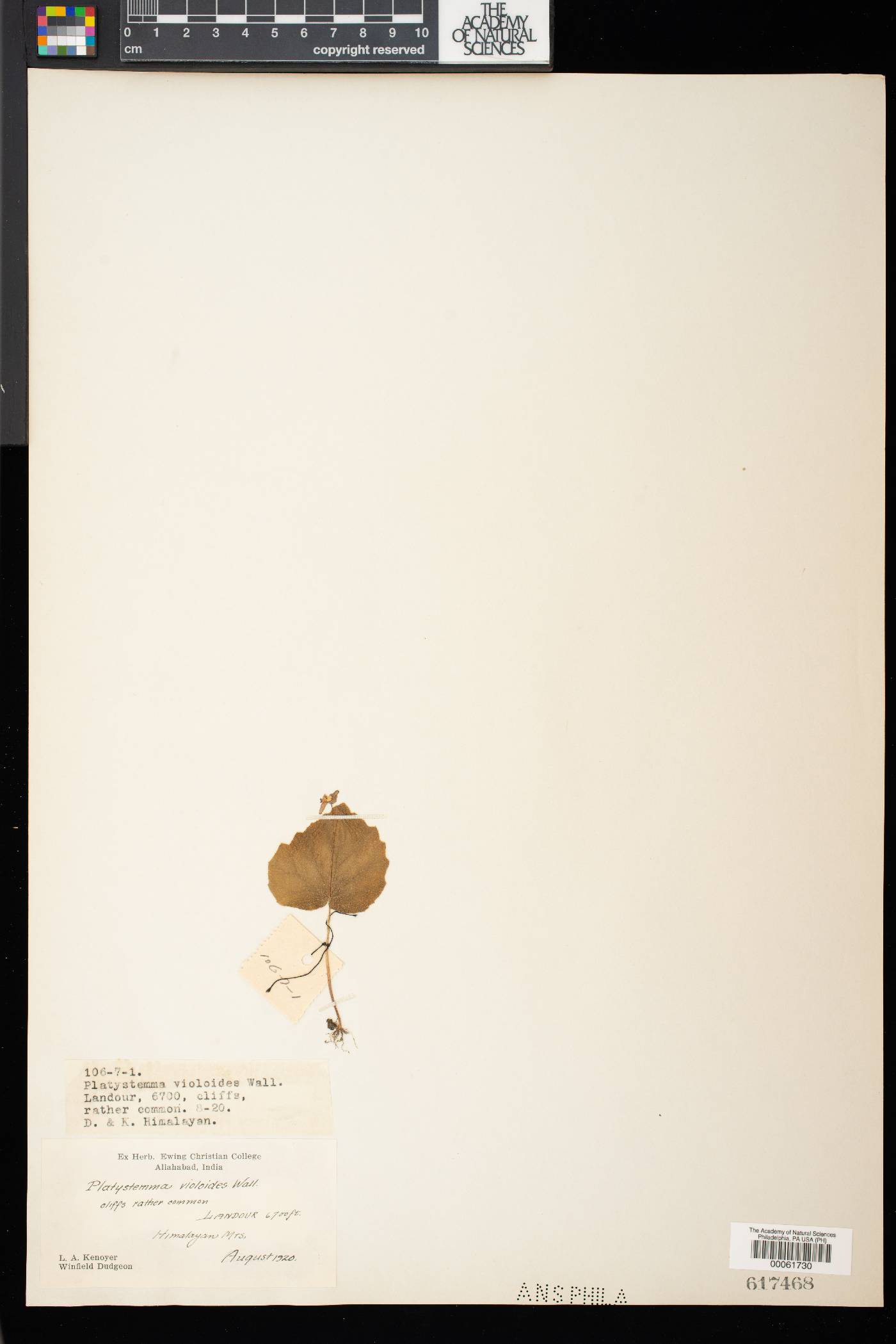 Platystemma violoides image