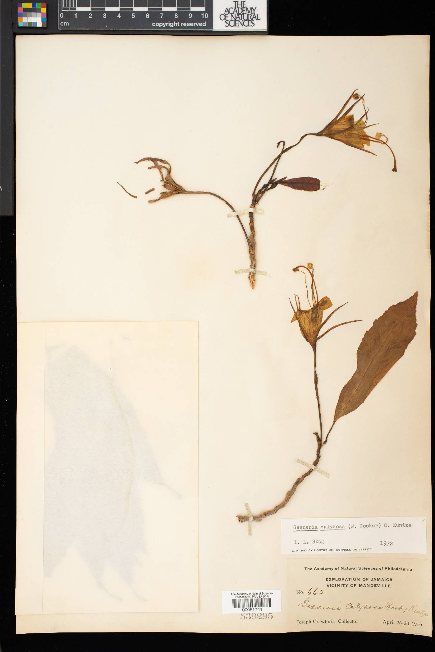 Gesneria calycosa image