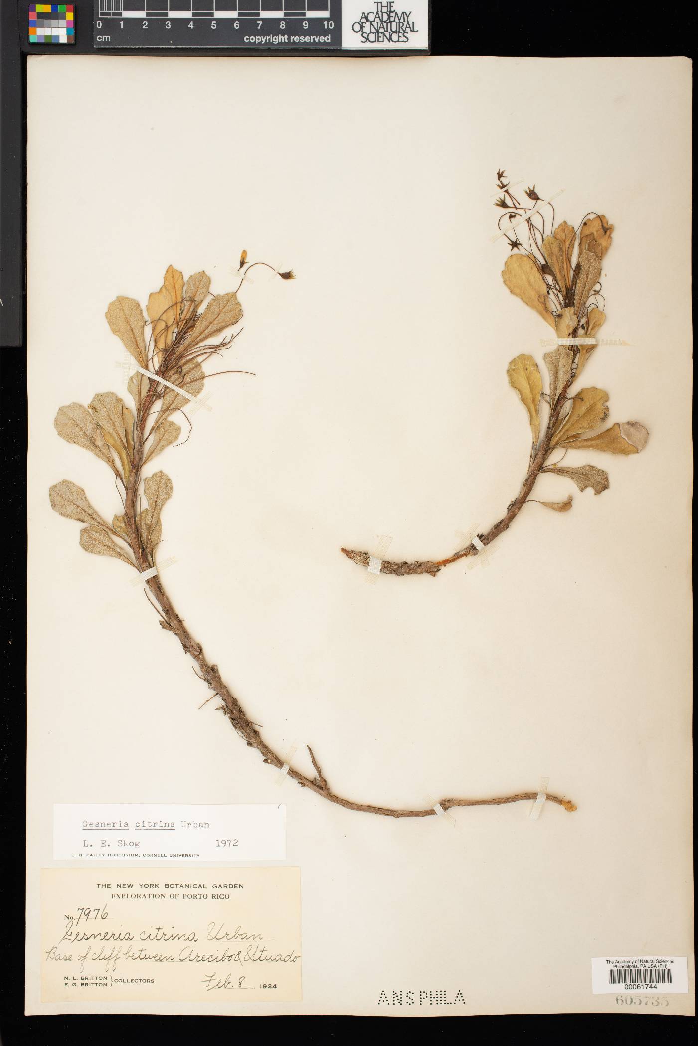 Gesneria citrina image