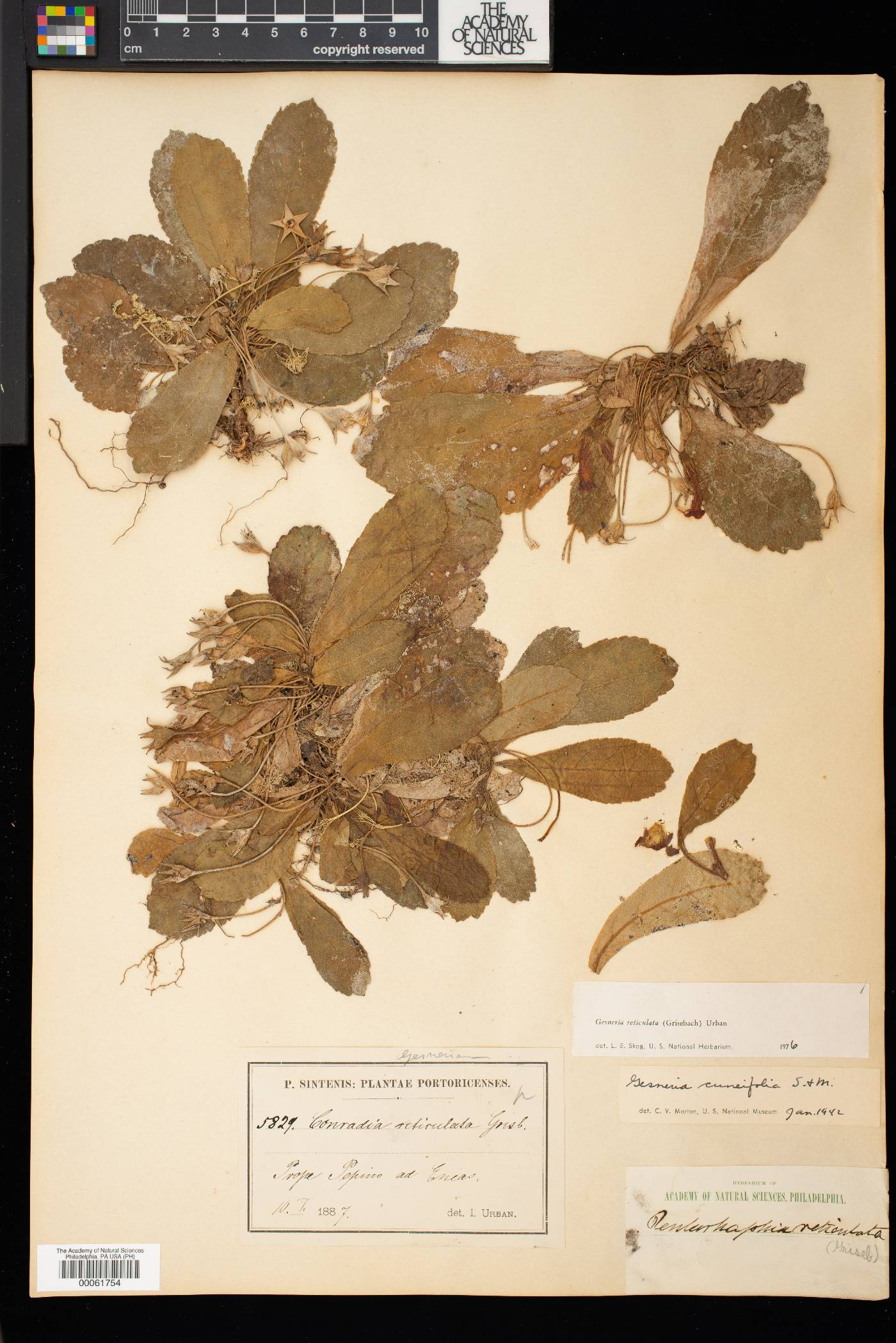 Gesneria reticulata image