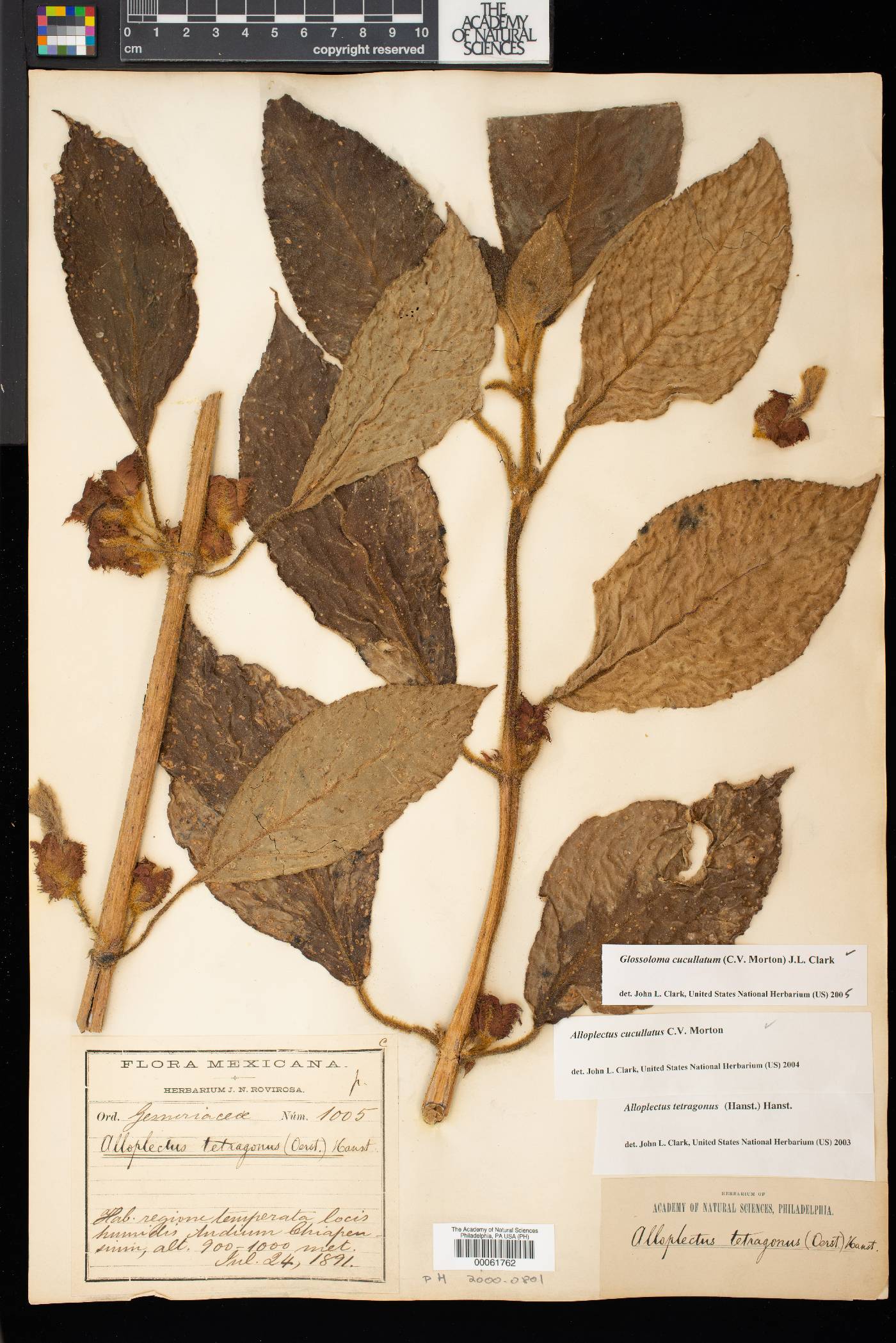 Glossoloma cucullatum image
