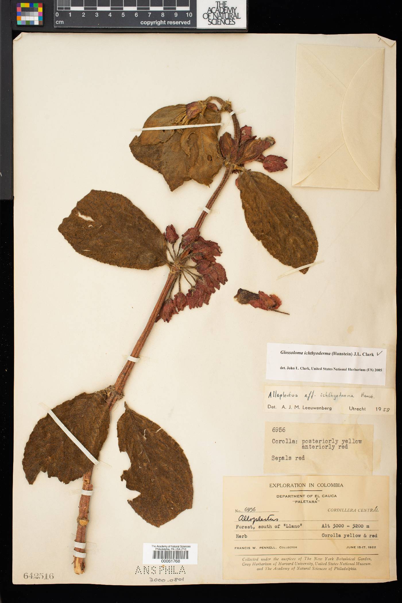 Glossoloma ichthyoderma image